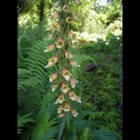 Digitale - Digitalis Laevigata (12)